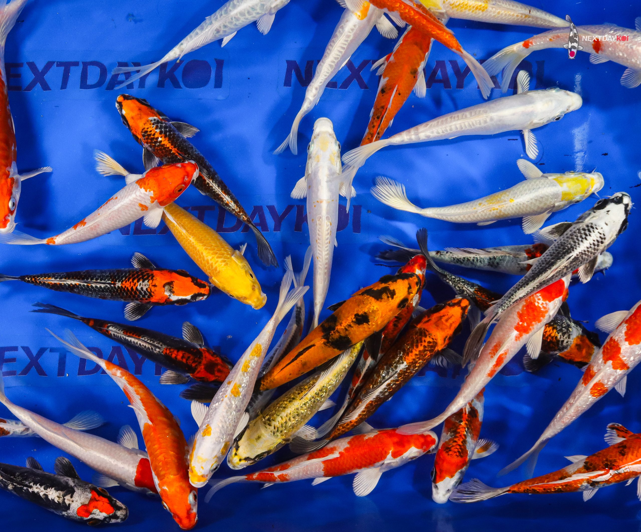 6-7" Imported Hikari Koi Mix