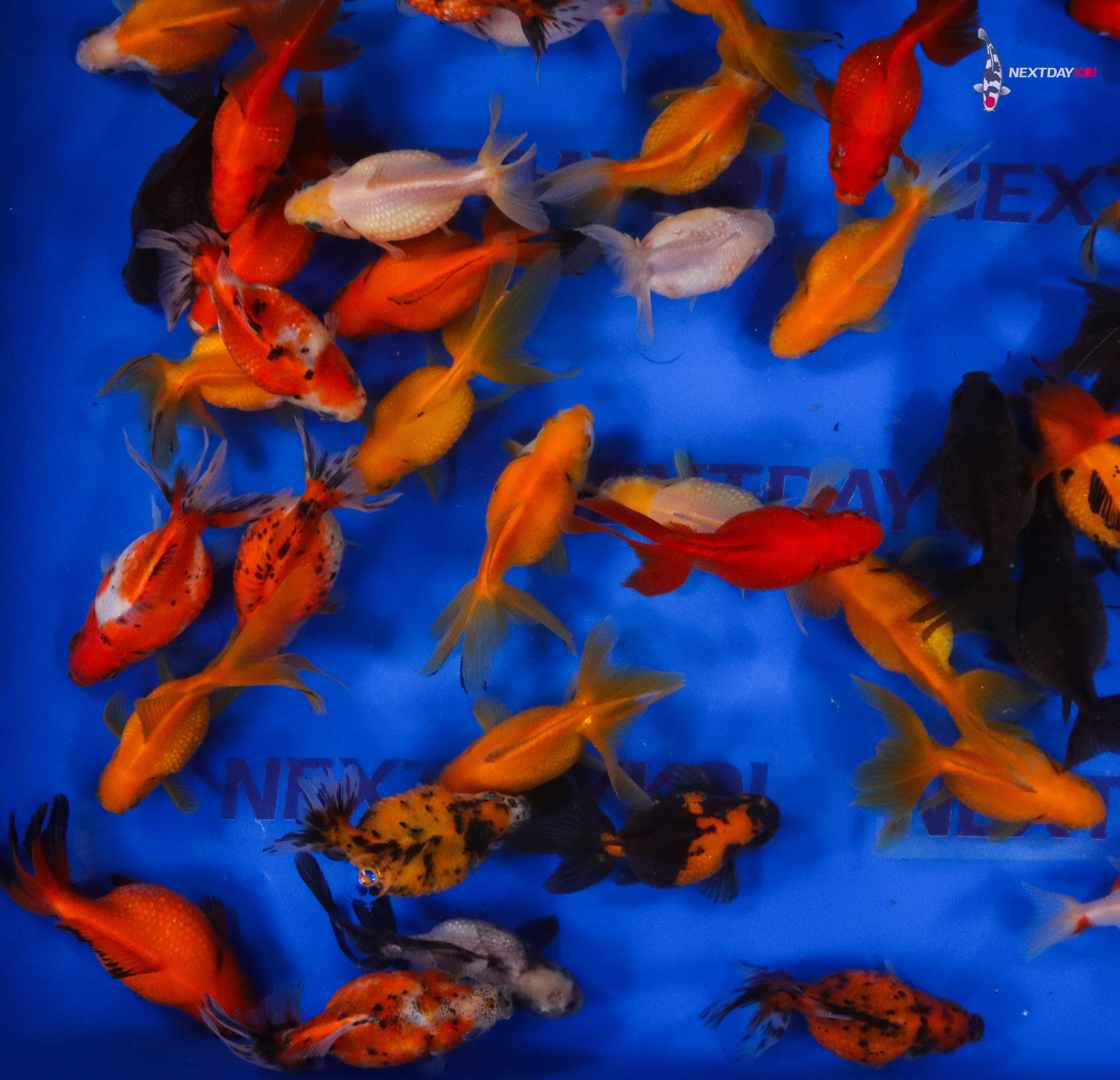 4-5" Imported Mixed Pearlscale Goldfish - Image 5