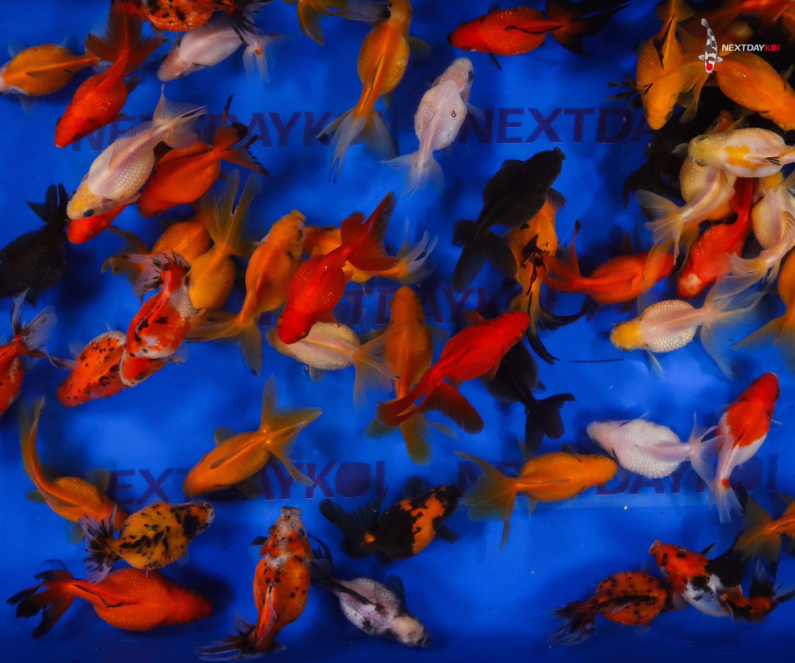 4-5" Imported Mixed Pearlscale Goldfish