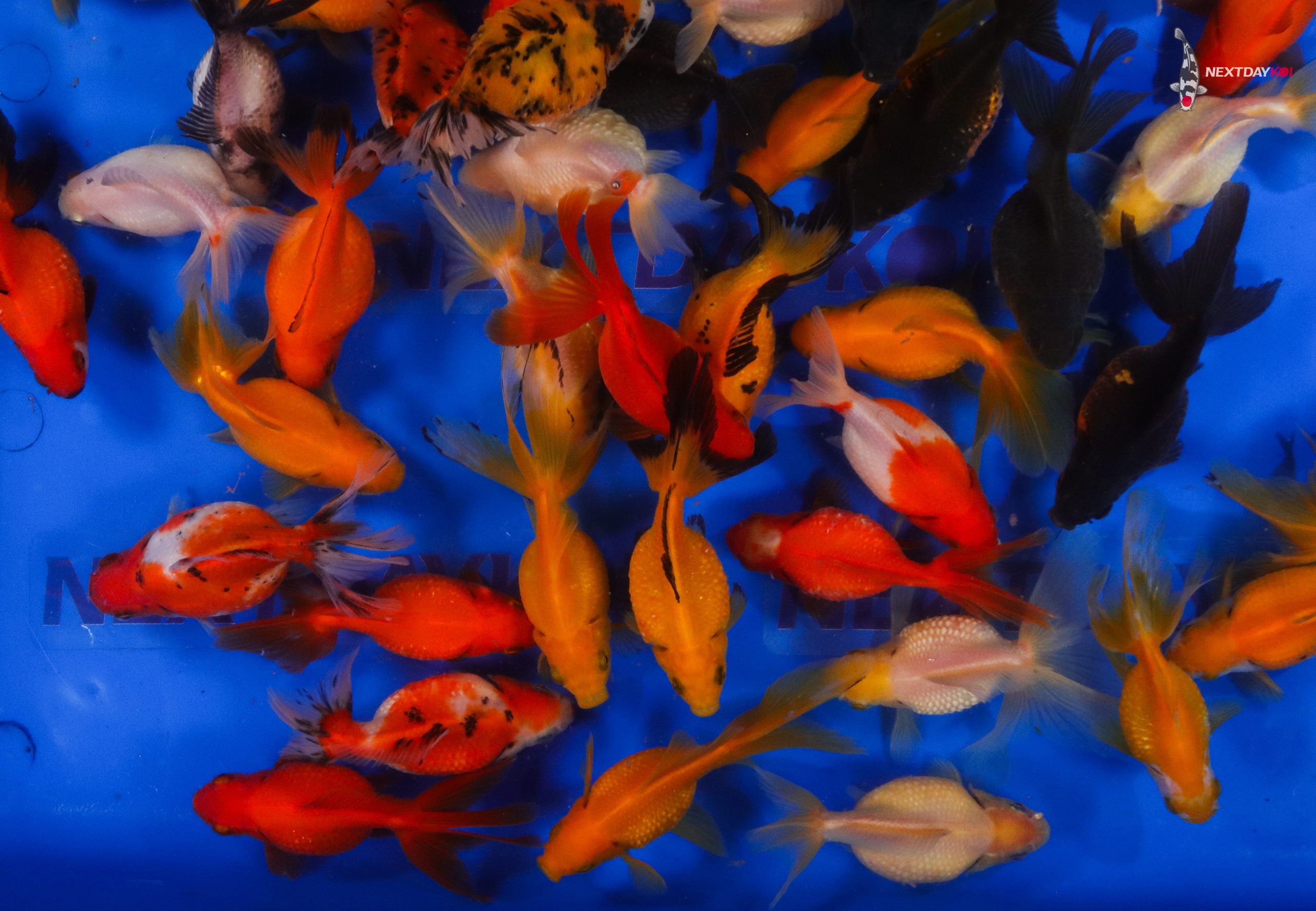4-5" Imported Mixed Pearlscale Goldfish - Image 7