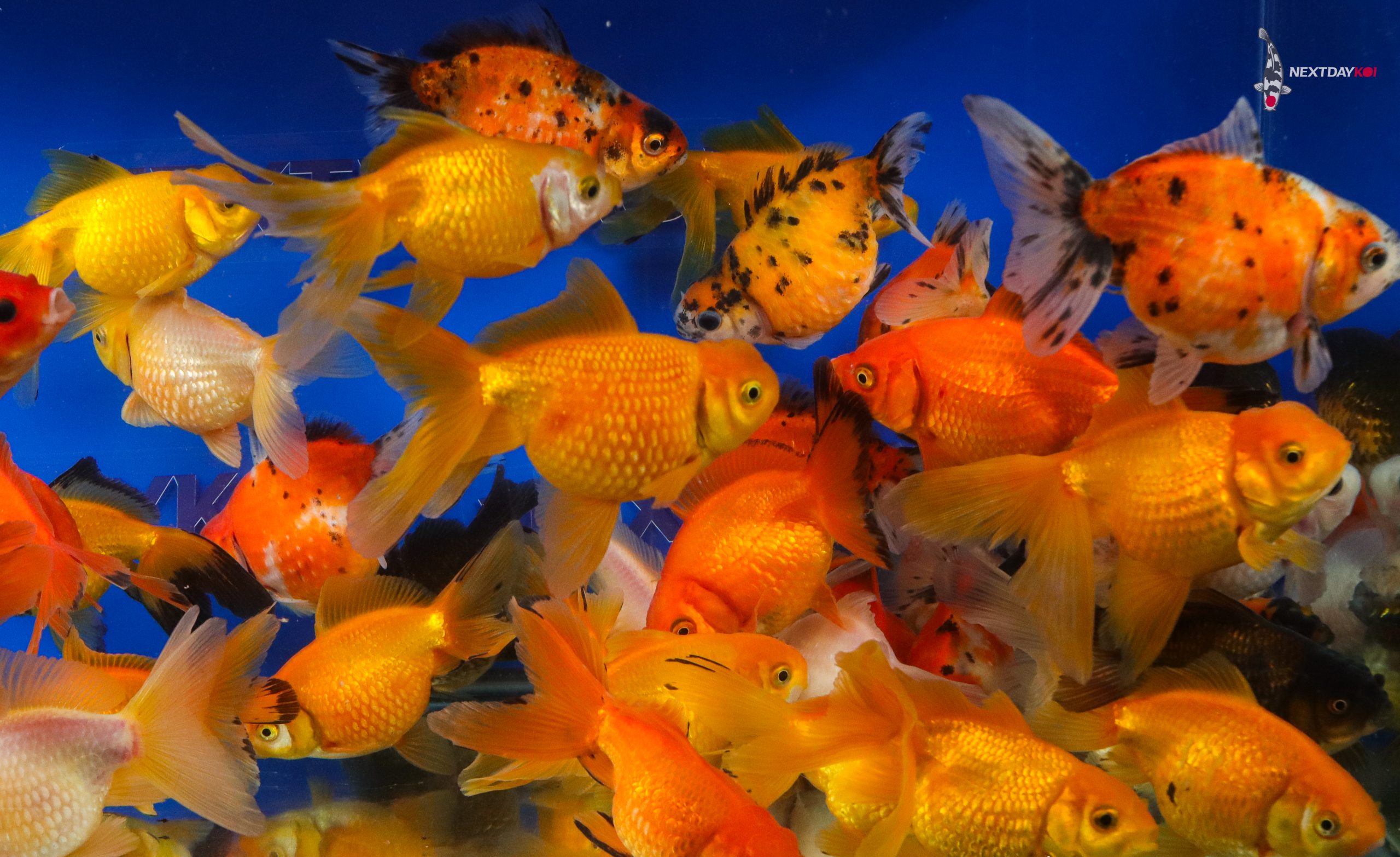 4-5" Imported Mixed Pearlscale Goldfish - Image 2