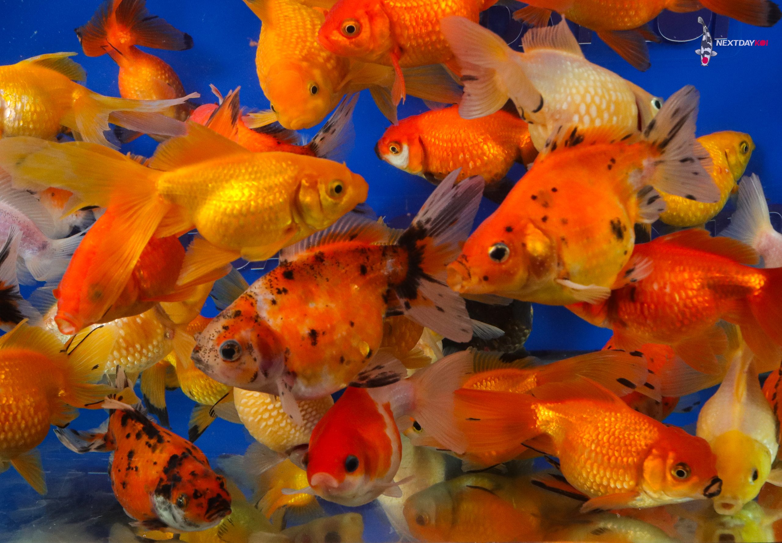 4-5" Imported Mixed Pearlscale Goldfish - Image 6
