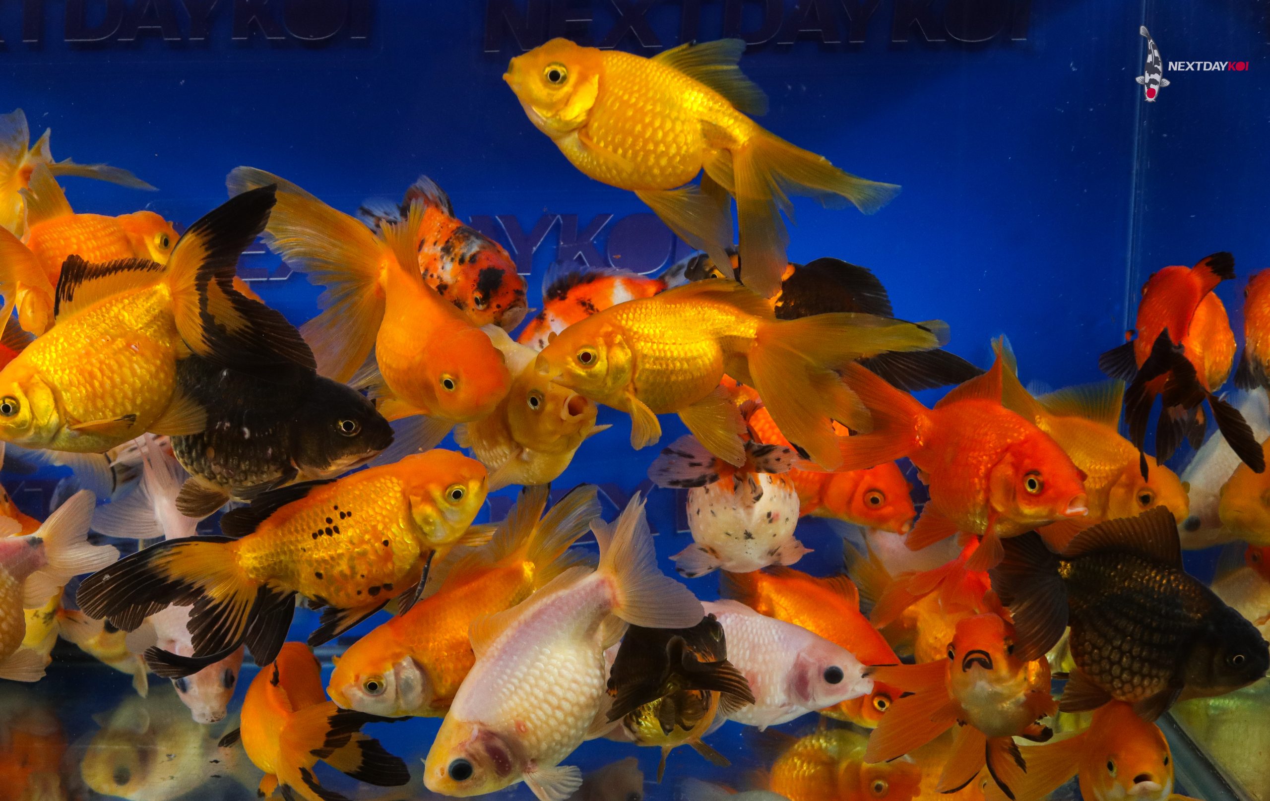 4-5" Imported Mixed Pearlscale Goldfish - Image 8