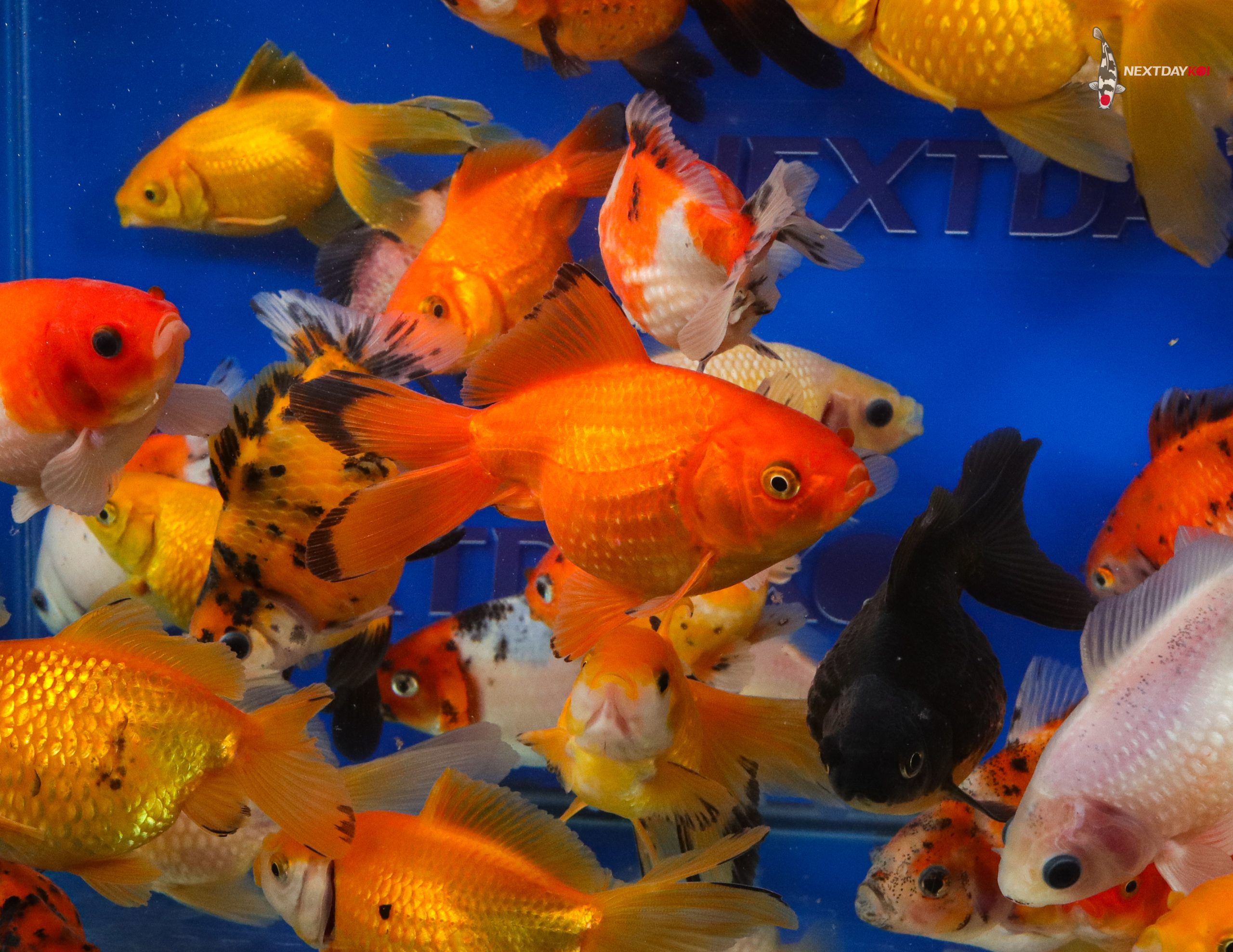 4-5" Imported Mixed Pearlscale Goldfish - Image 4