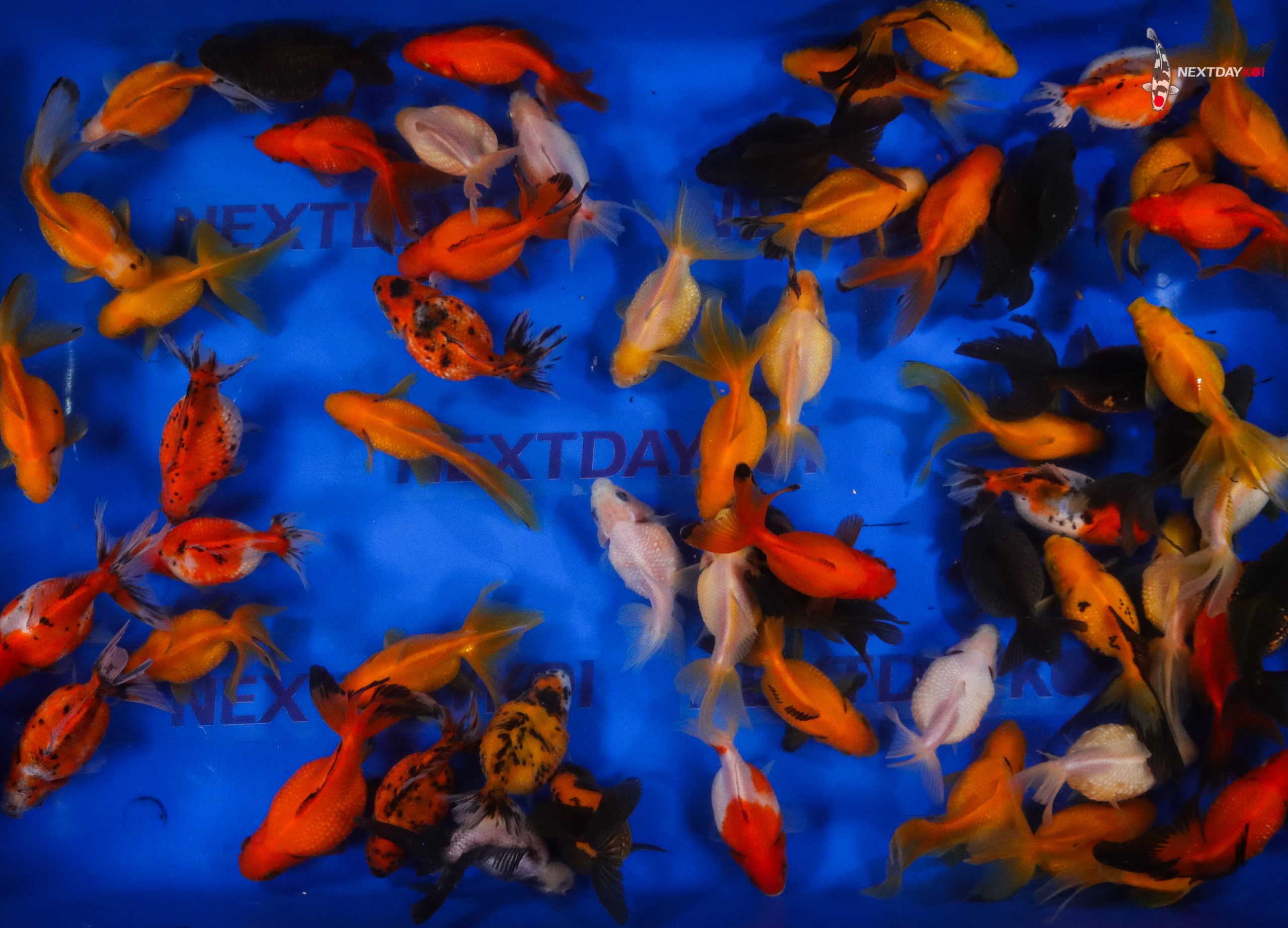 4-5" Imported Mixed Pearlscale Goldfish - Image 3