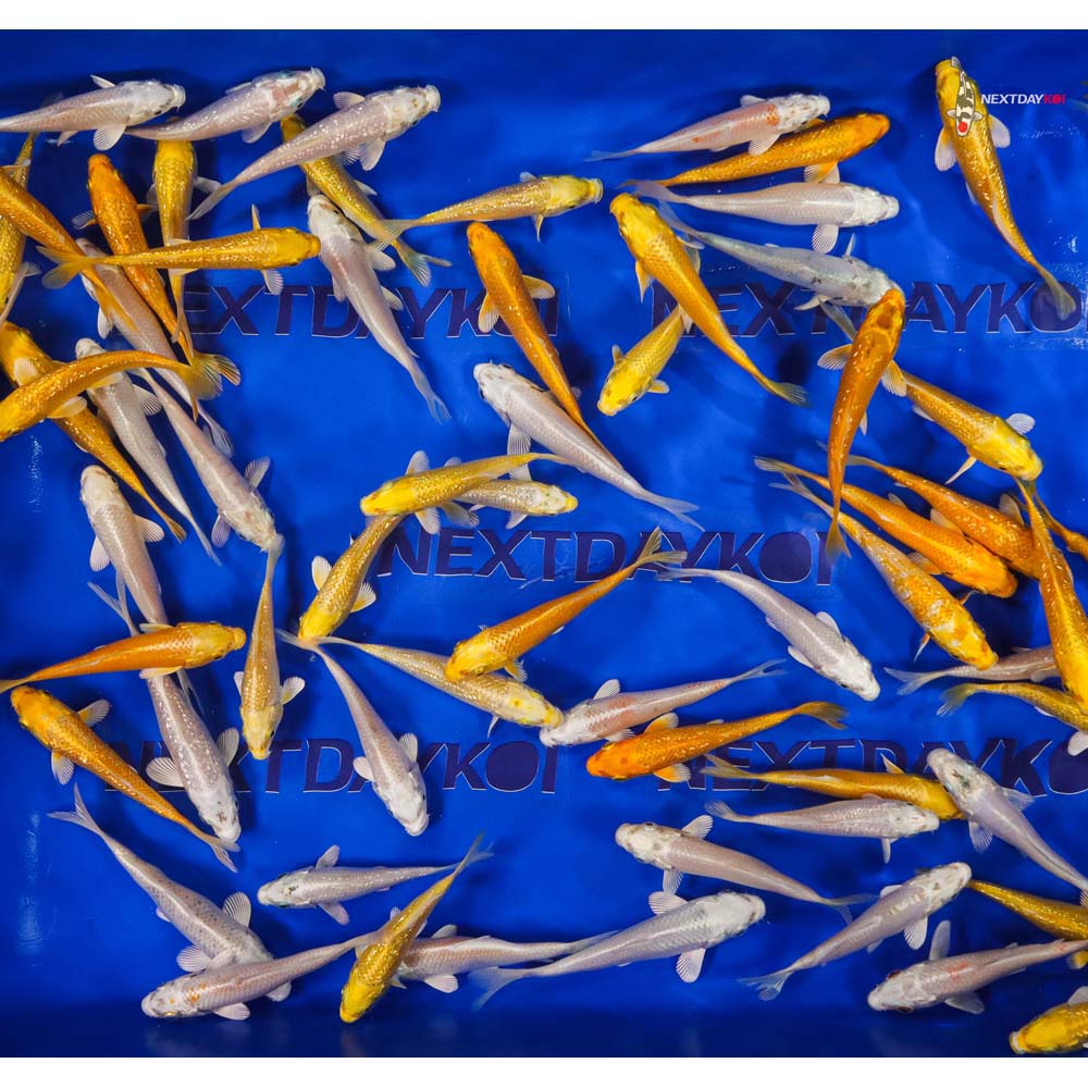 4-5" Imported Yamabuki and Platinum Ogon Koi Mix