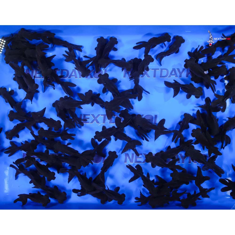 3-3.5" Imported Moor Goldfish