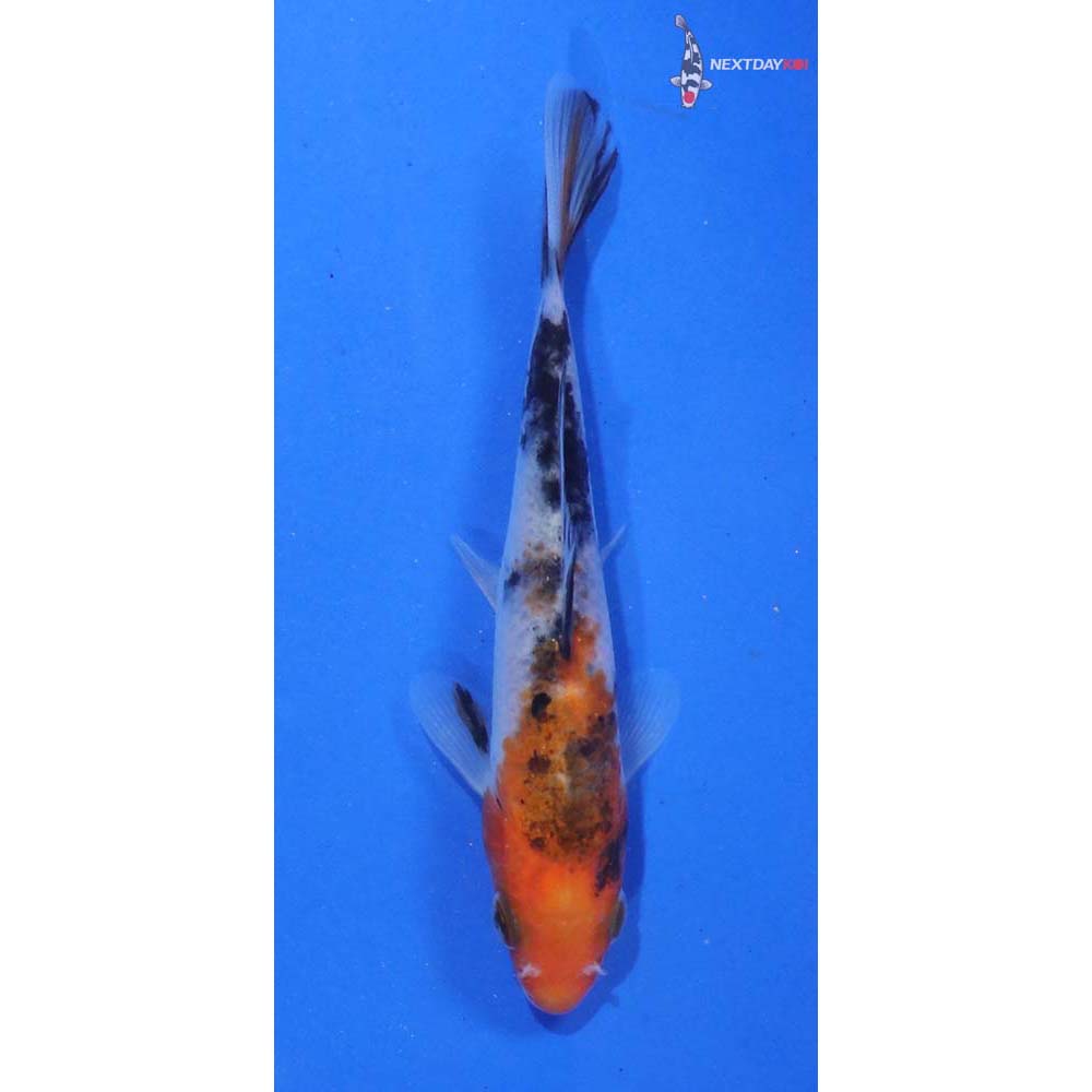 4” Imported Sanke