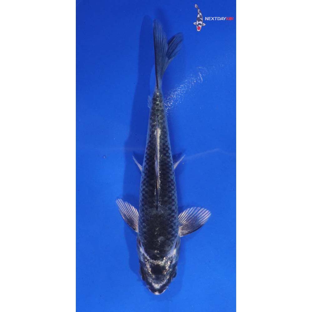4.5” Imported Gin Matsuba