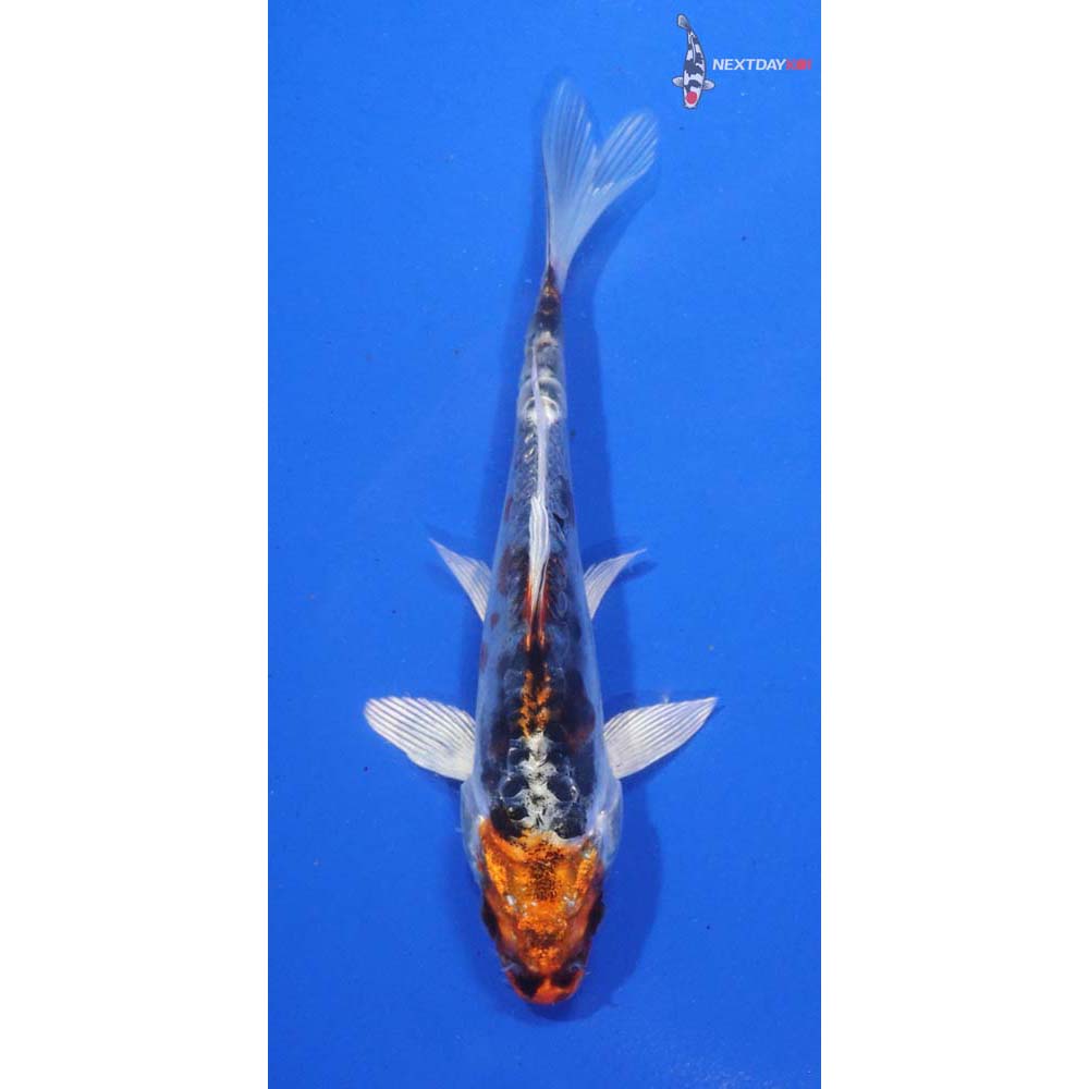 4.5” Imported Heisei Nishiki