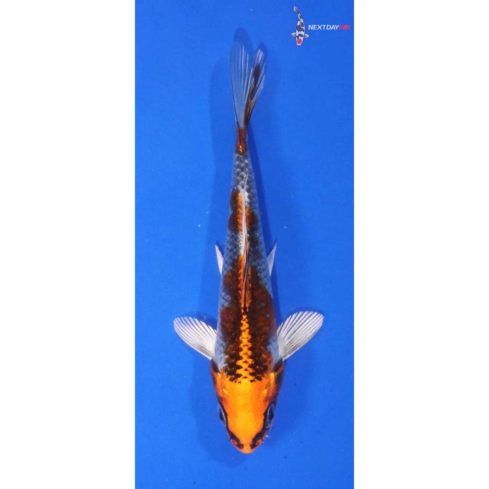 5” Imported Kujaku