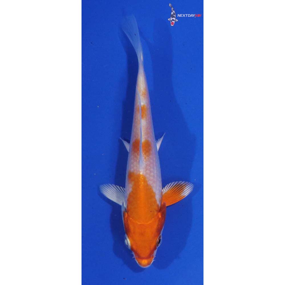 4” Imported Hariwake