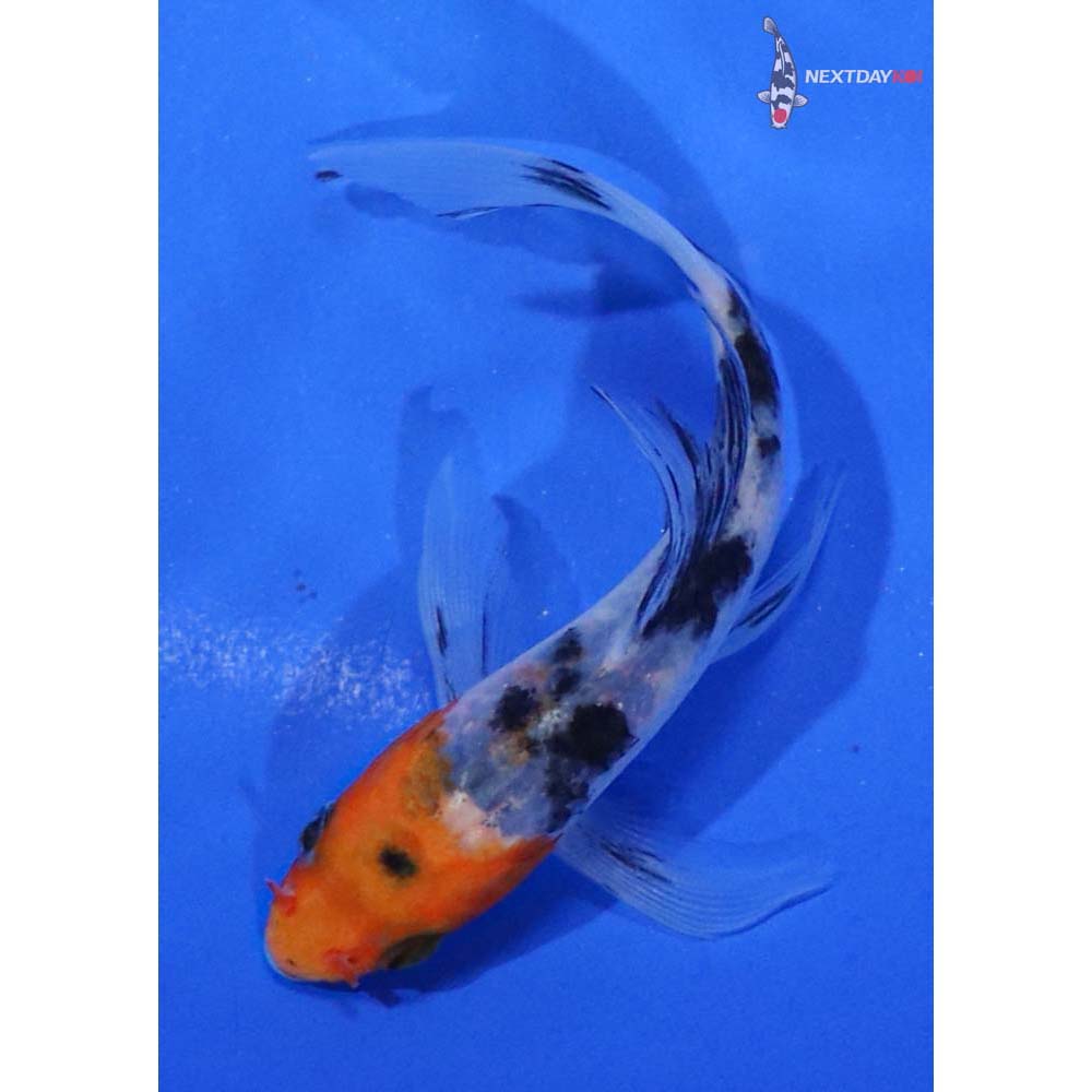 4” Imported Sanke Butterfly Koi