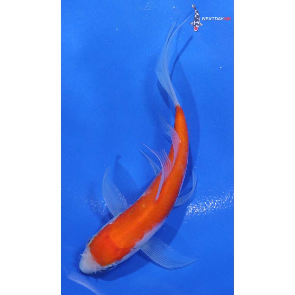 5” Imported Kohaku Butterfly Koi