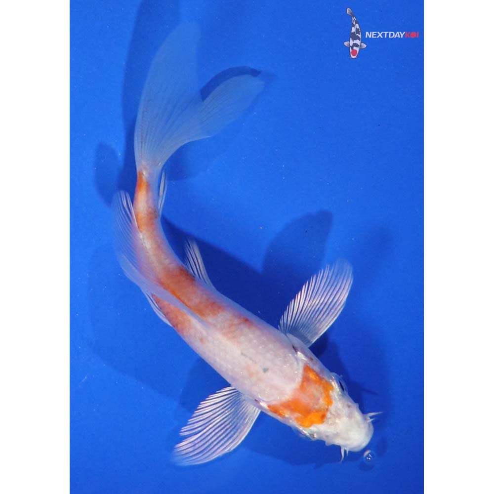 4” Imported Hariwake Butterfly Koi