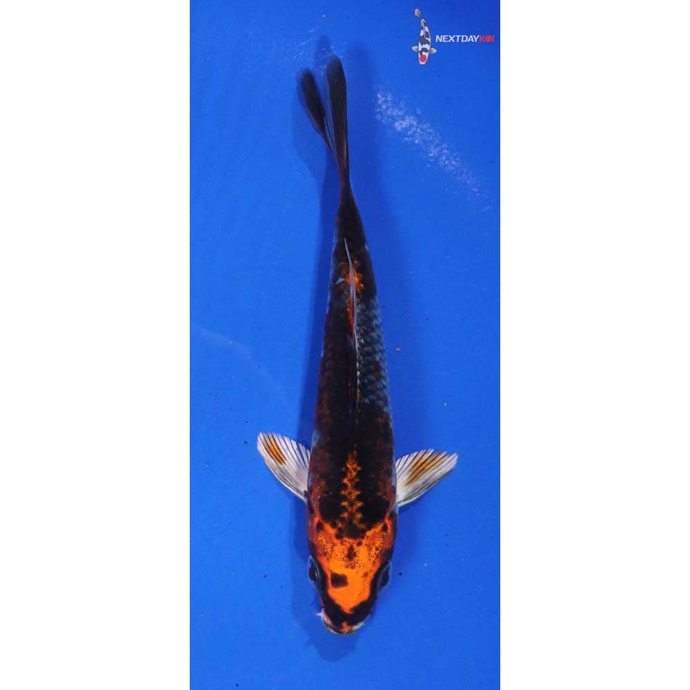 5” Imported Kujaku