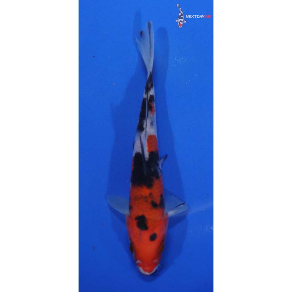 5.5” Imported Sanke