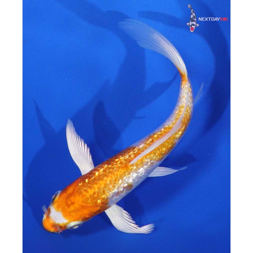 5” Imported Gin Rin Hariwake Butterfly Koi