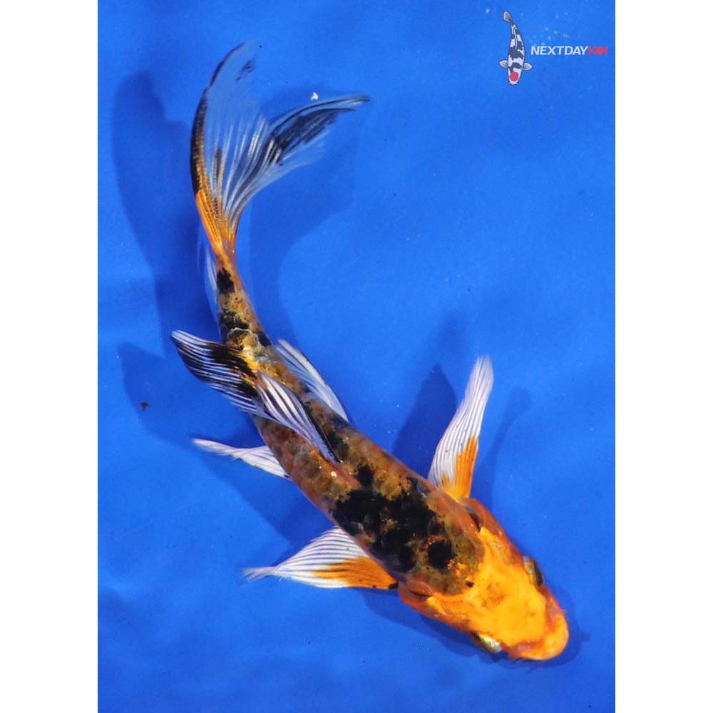 5.5” Imported Kin Aka Bekko Butterfly Koi