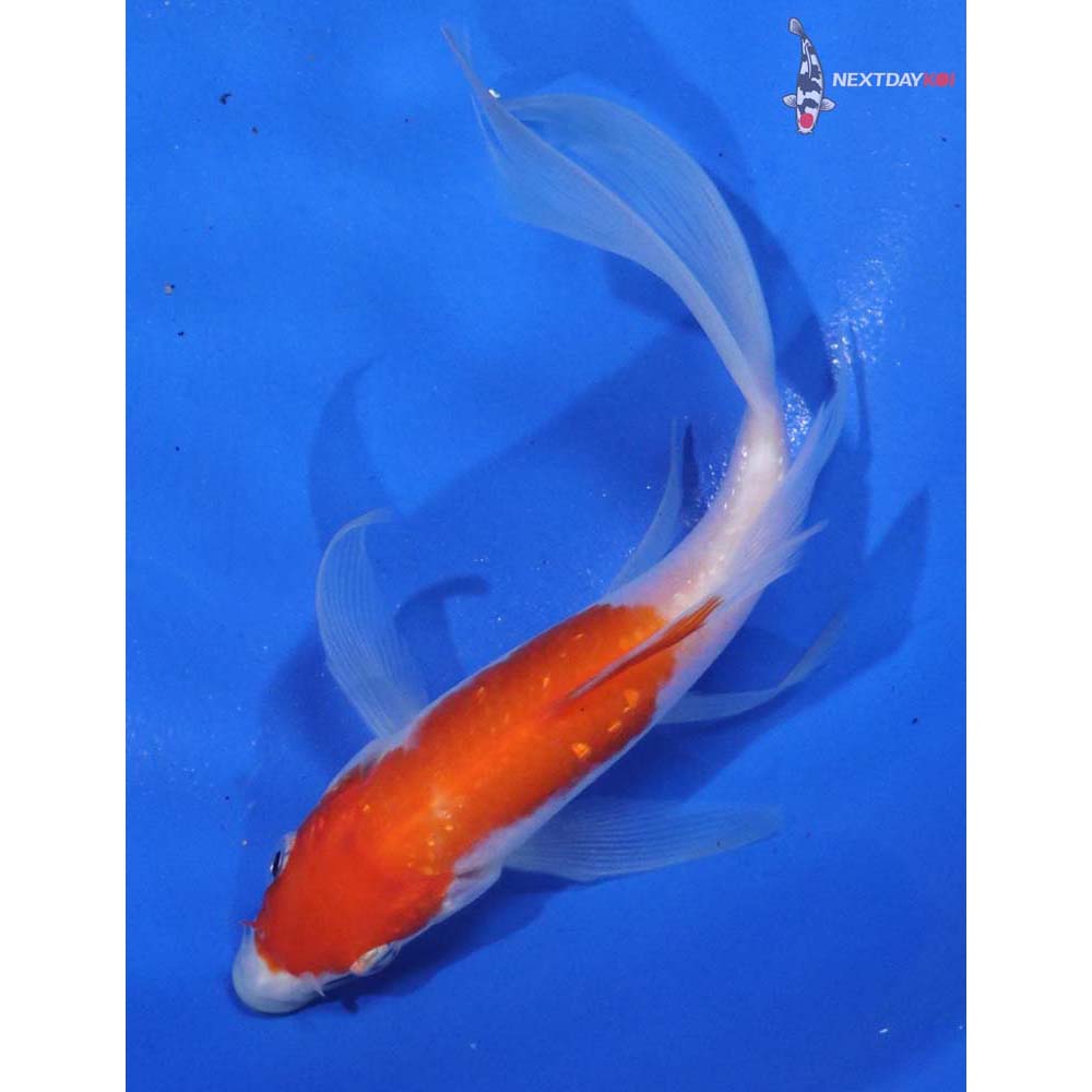 5.5” Imported Kohaku Butterfly Koi
