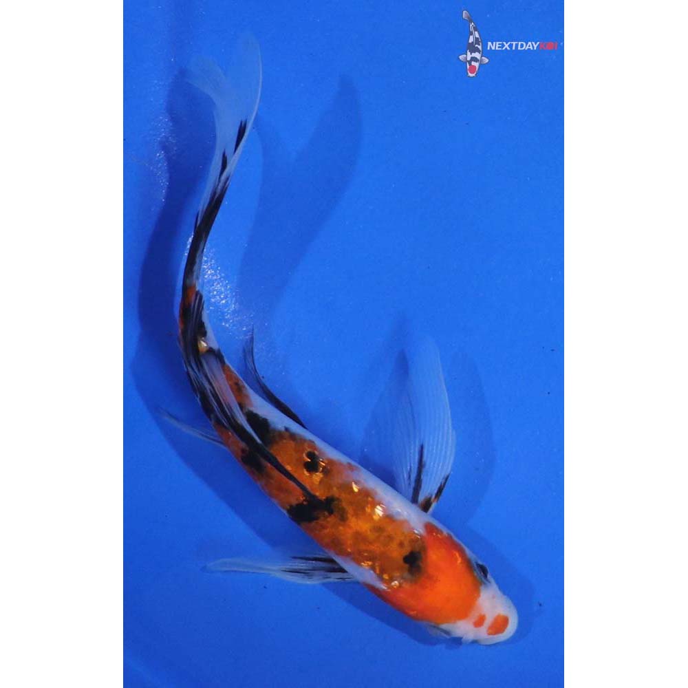 6” Imported Gin Rin Sanke Butterfly Koi