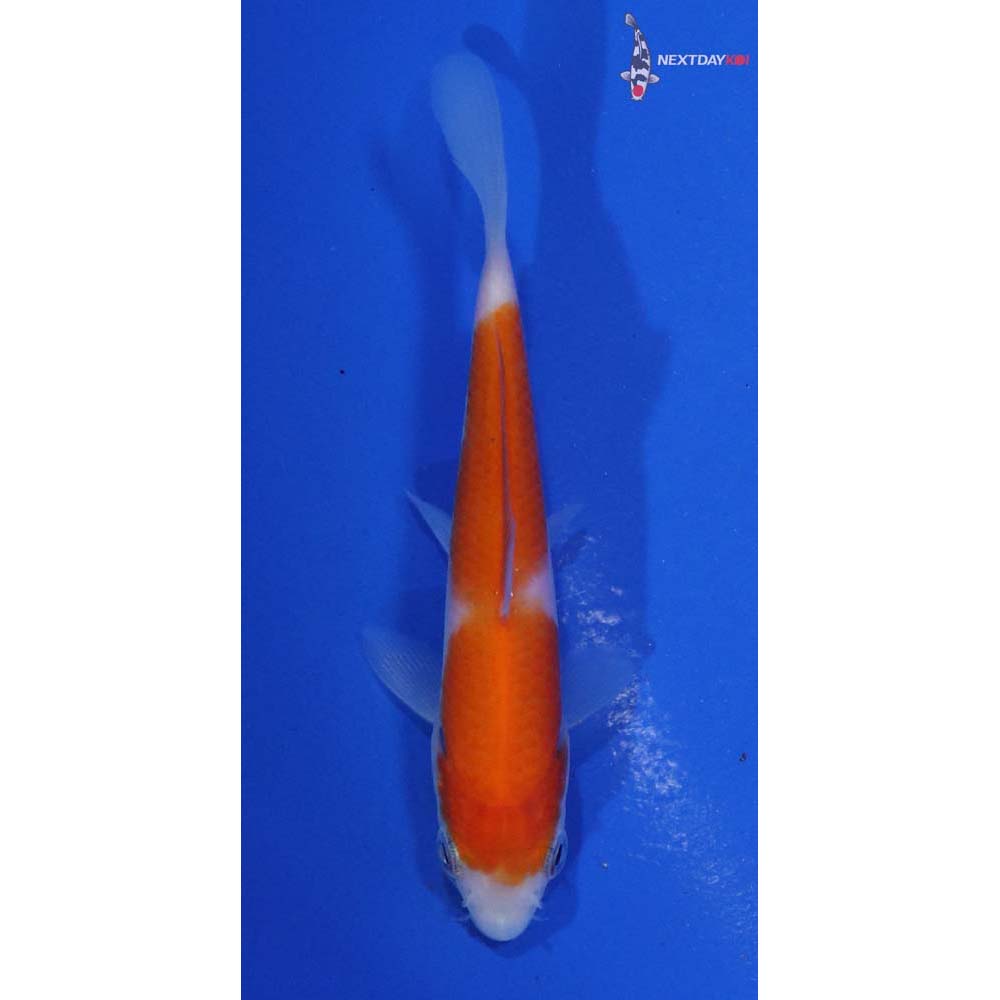 4” Imported Kohaku