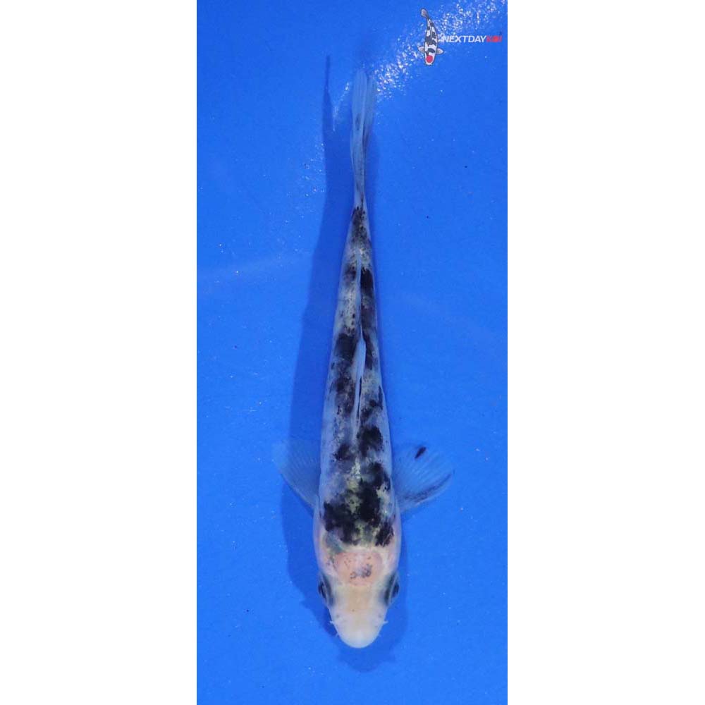 4” Imported Shiro Bekko