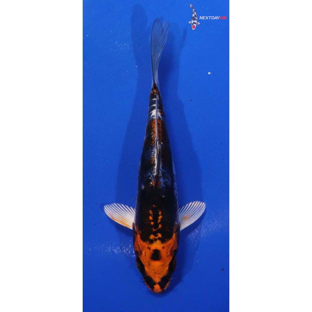 5” Imported Kin Kikokuryu