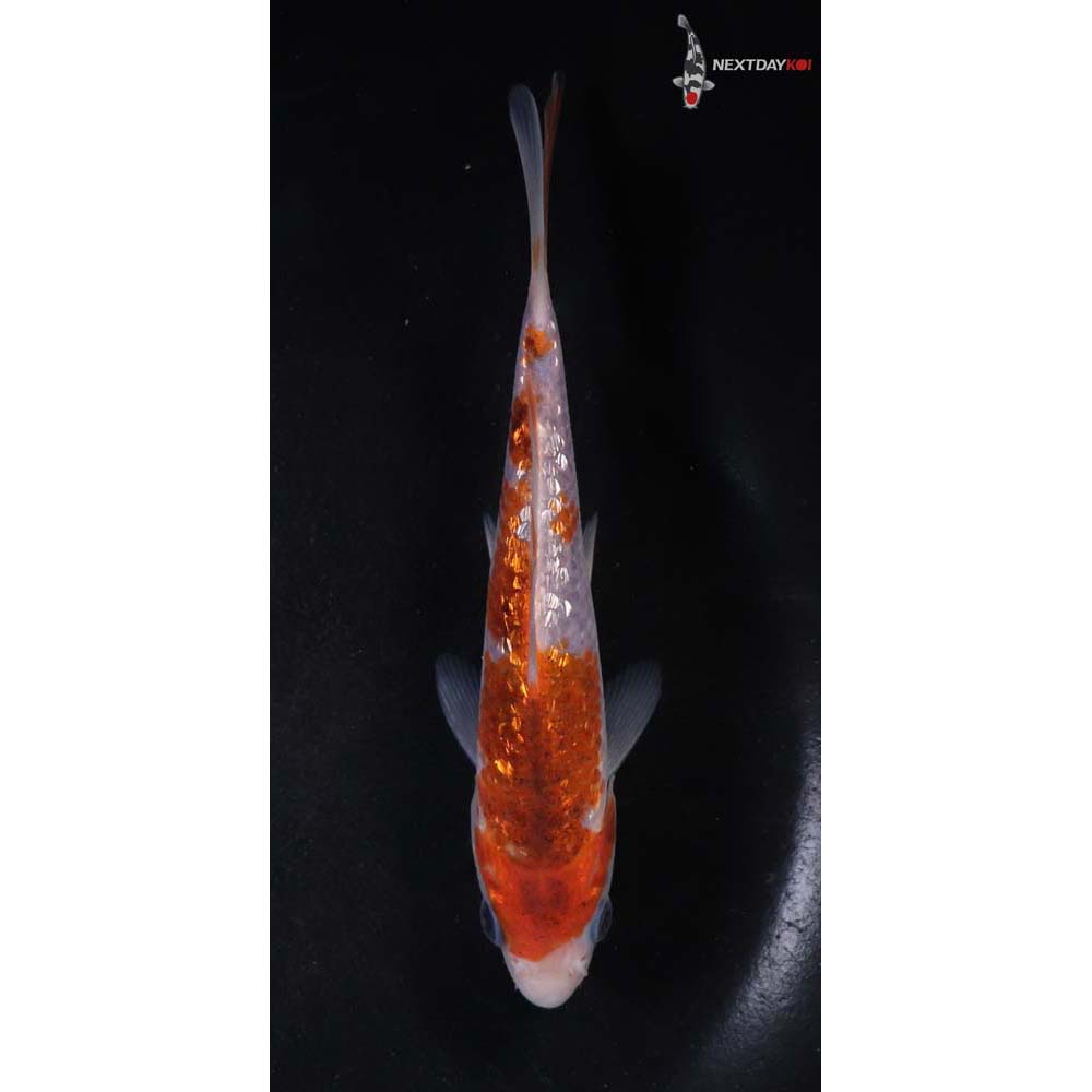 5.5” Imported Gin Rin Goromo
