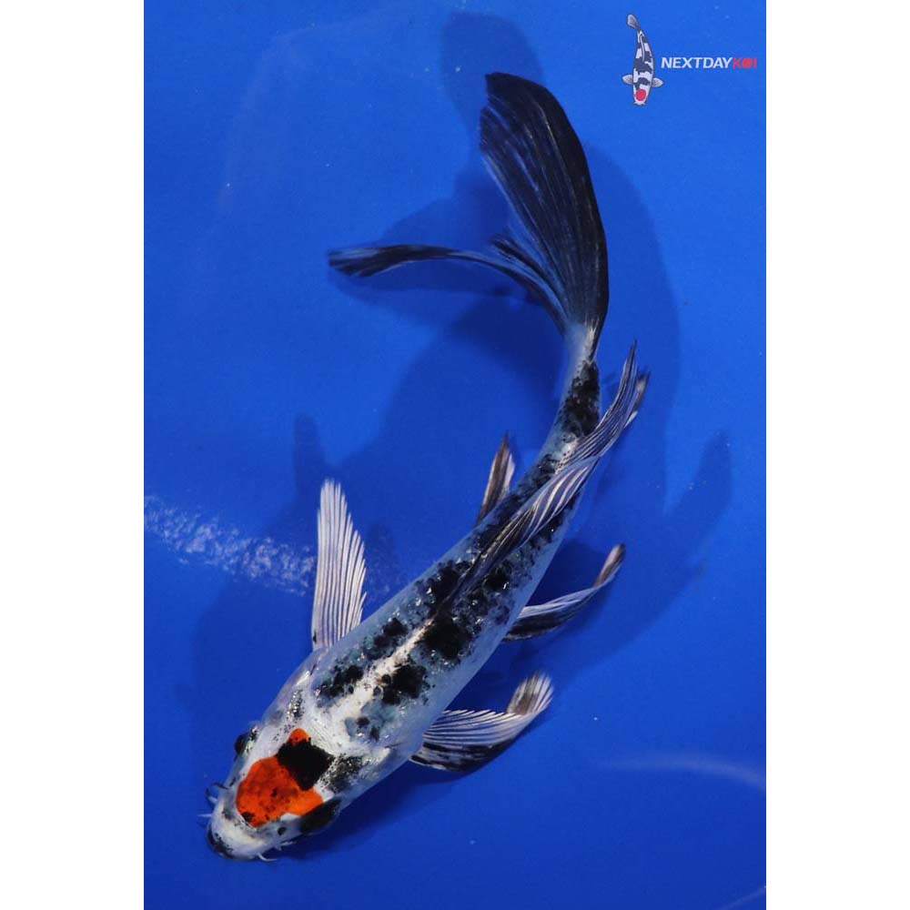5.5” Imported Yamato Nishiki Butterfly Koi
