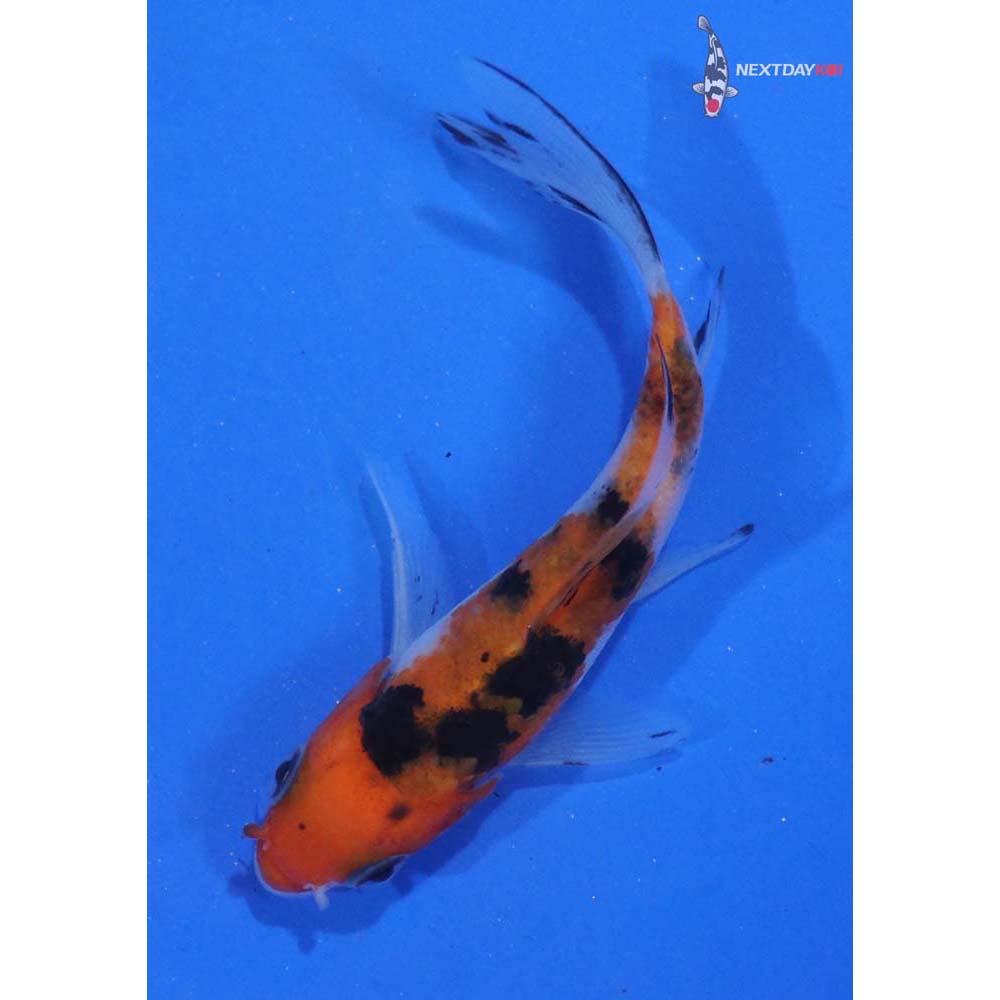 3.5” Imported Sanke Butterfly Koi