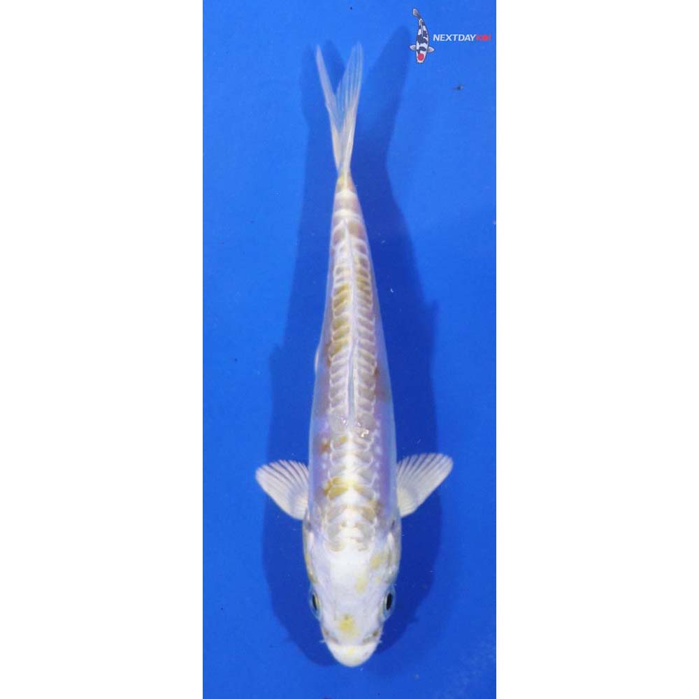 4.5” Imported Doitsu Lemon Hariwake
