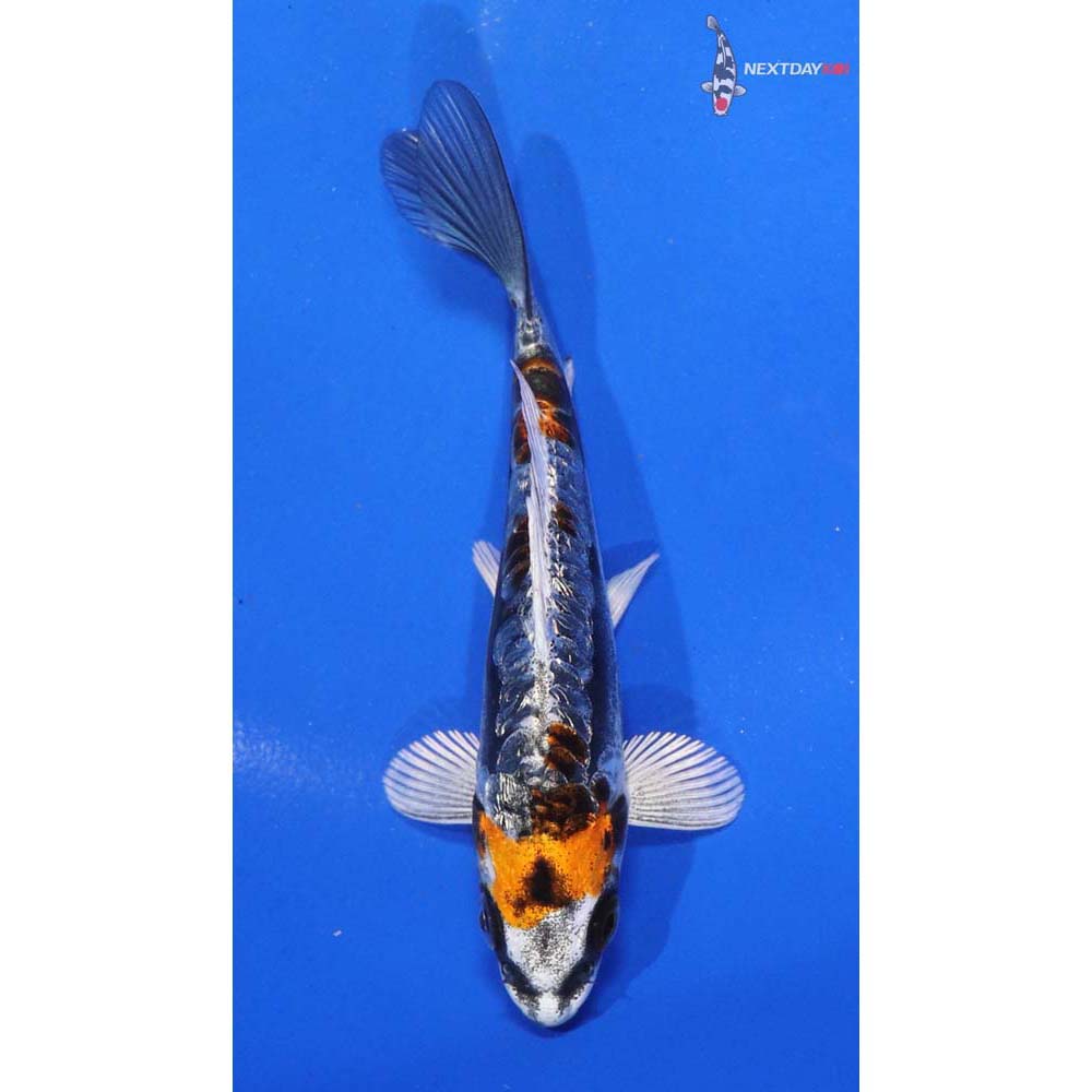 4.5” Imported Kin Kikokuryu