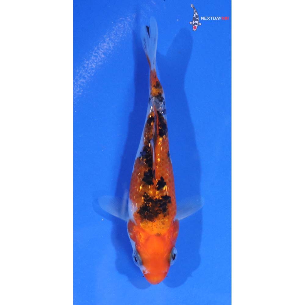 4” Imported Gin Rin Sanke