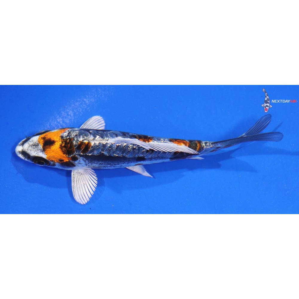 4.5” Imported Kin Kikokuryu - Image 2
