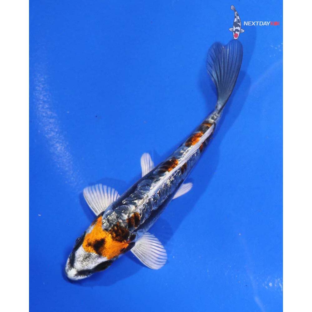 4.5” Imported Kin Kikokuryu - Image 3