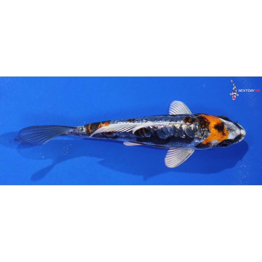 4.5” Imported Kin Kikokuryu - Image 4