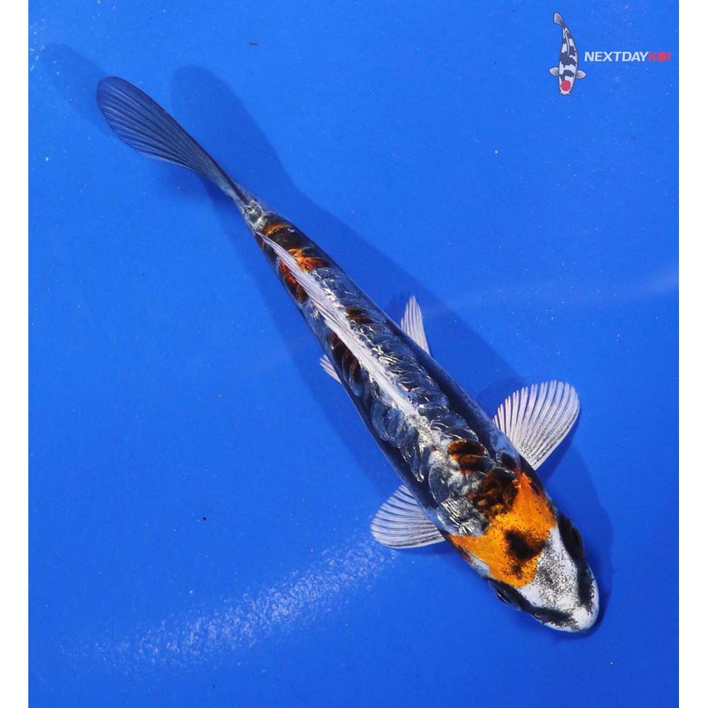 4.5” Imported Kin Kikokuryu - Image 5