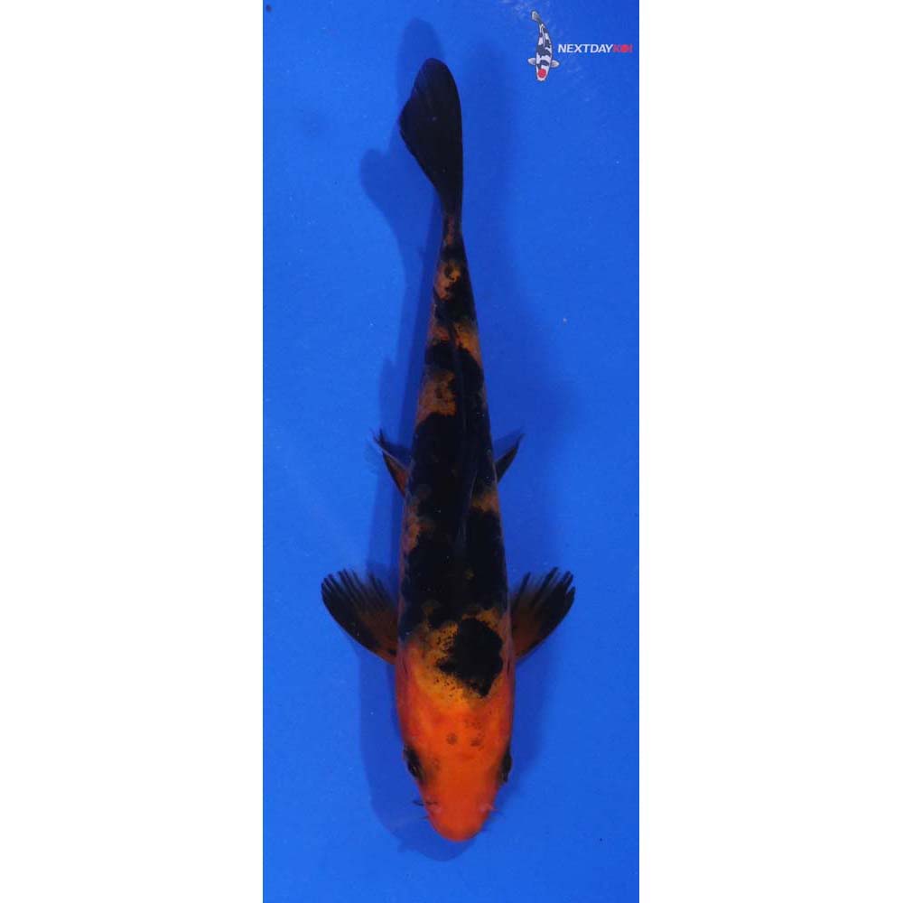 4.5” Imported Aka Bekko