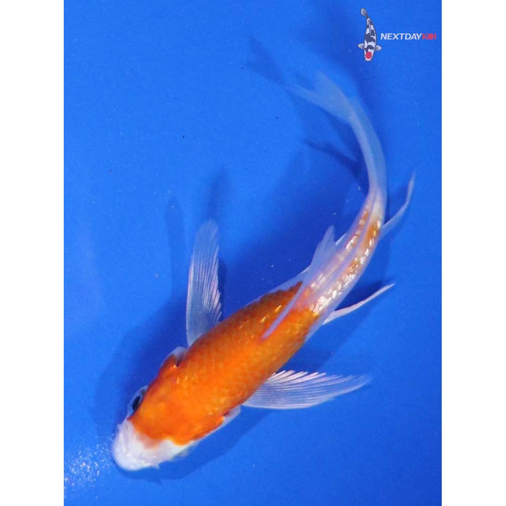 3.5” Imported Gin Rin Hariwake Butterfly Koi