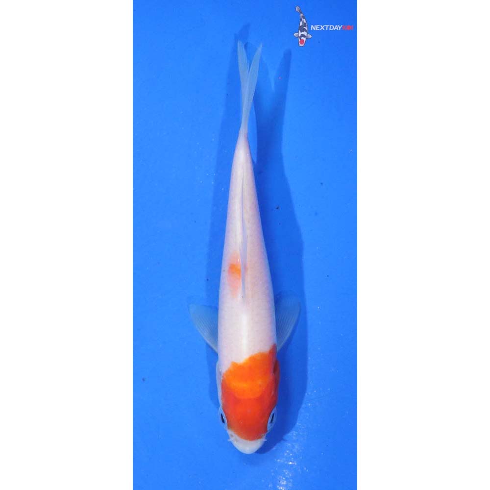 4” Imported Kohaku