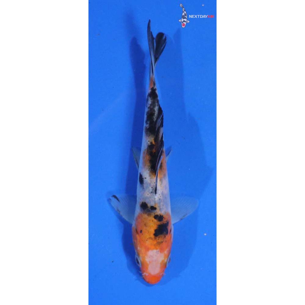 4.5” Imported Sanke