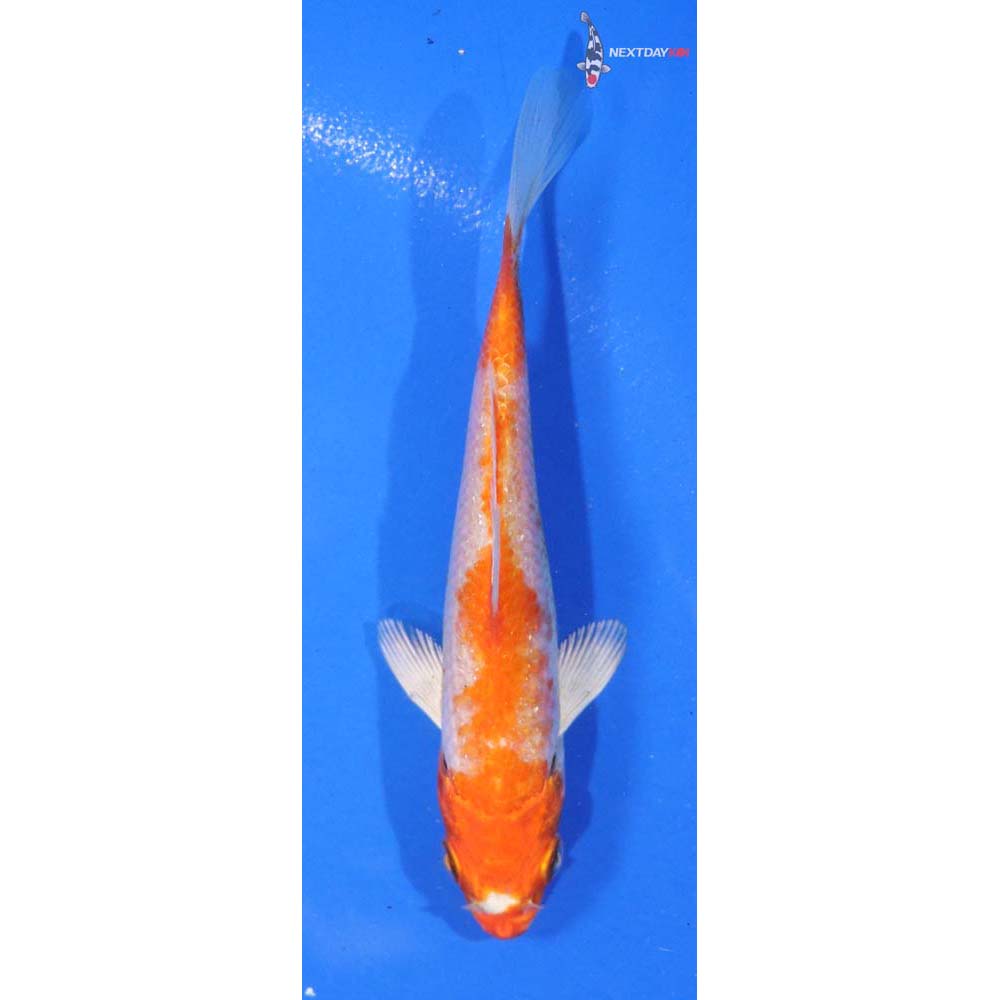 4.5” Imported Hariwake