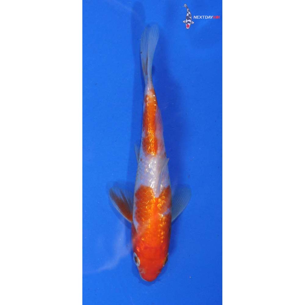 4.5” Imported Gin Rin Kohaku