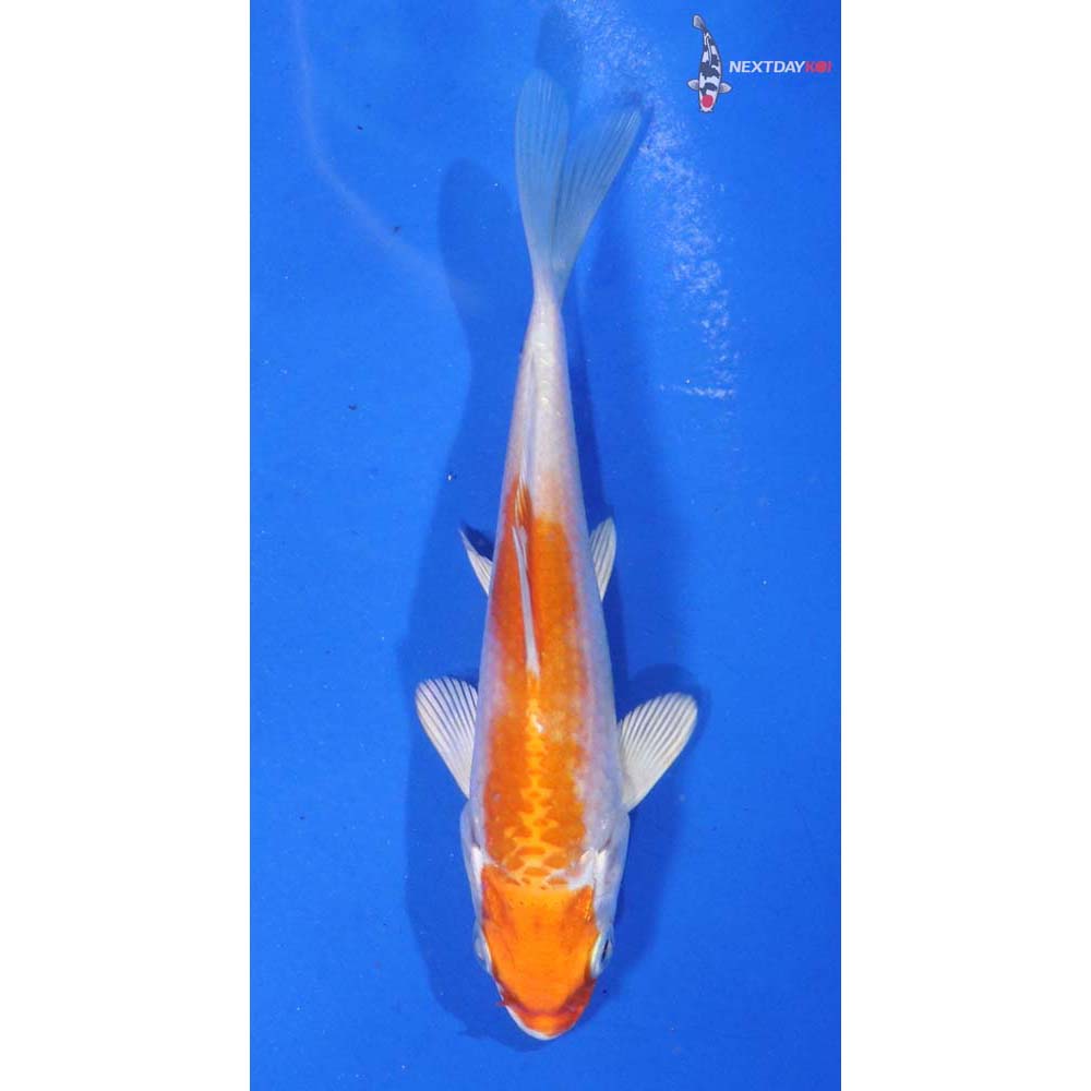 4” Imported Hariwake