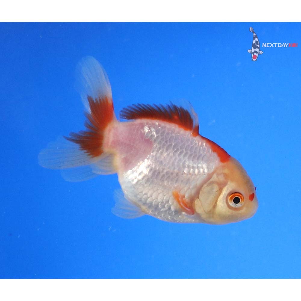 3” Imported Red and White Oranda