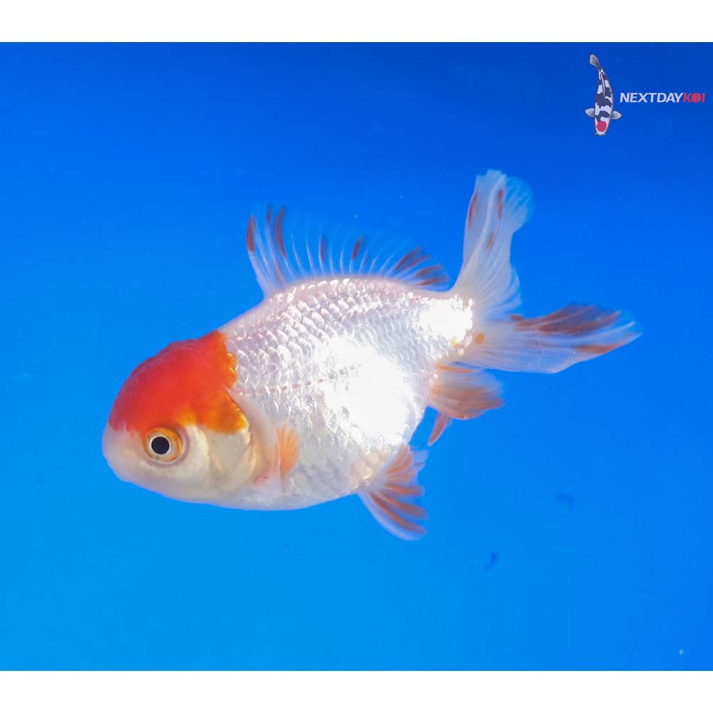 3” Imported Male Redcap Oranda