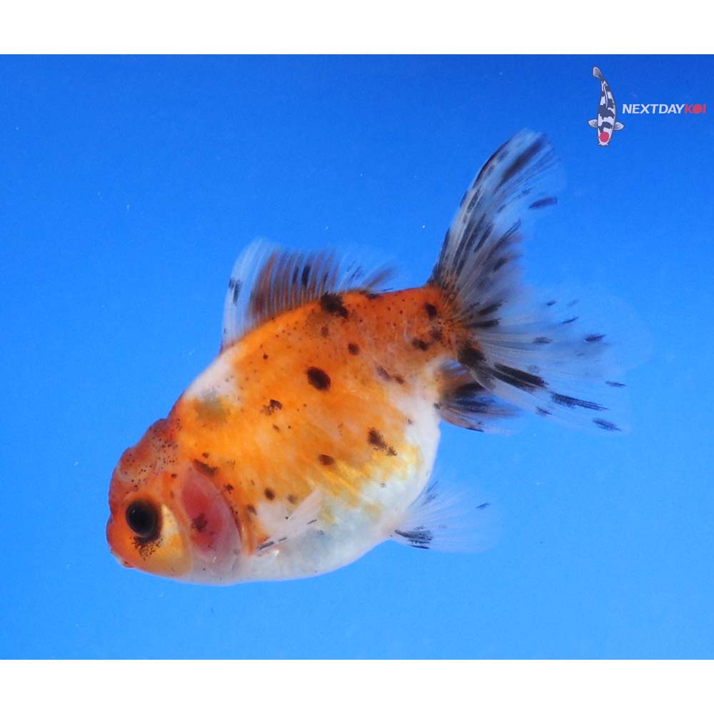 3.5” Imported Calico Oranda