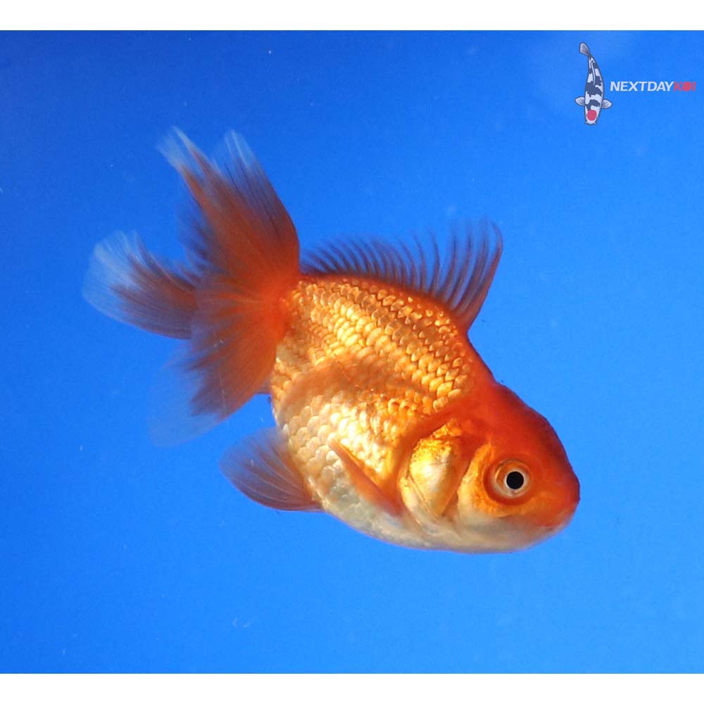 3” Imported Red Oranda