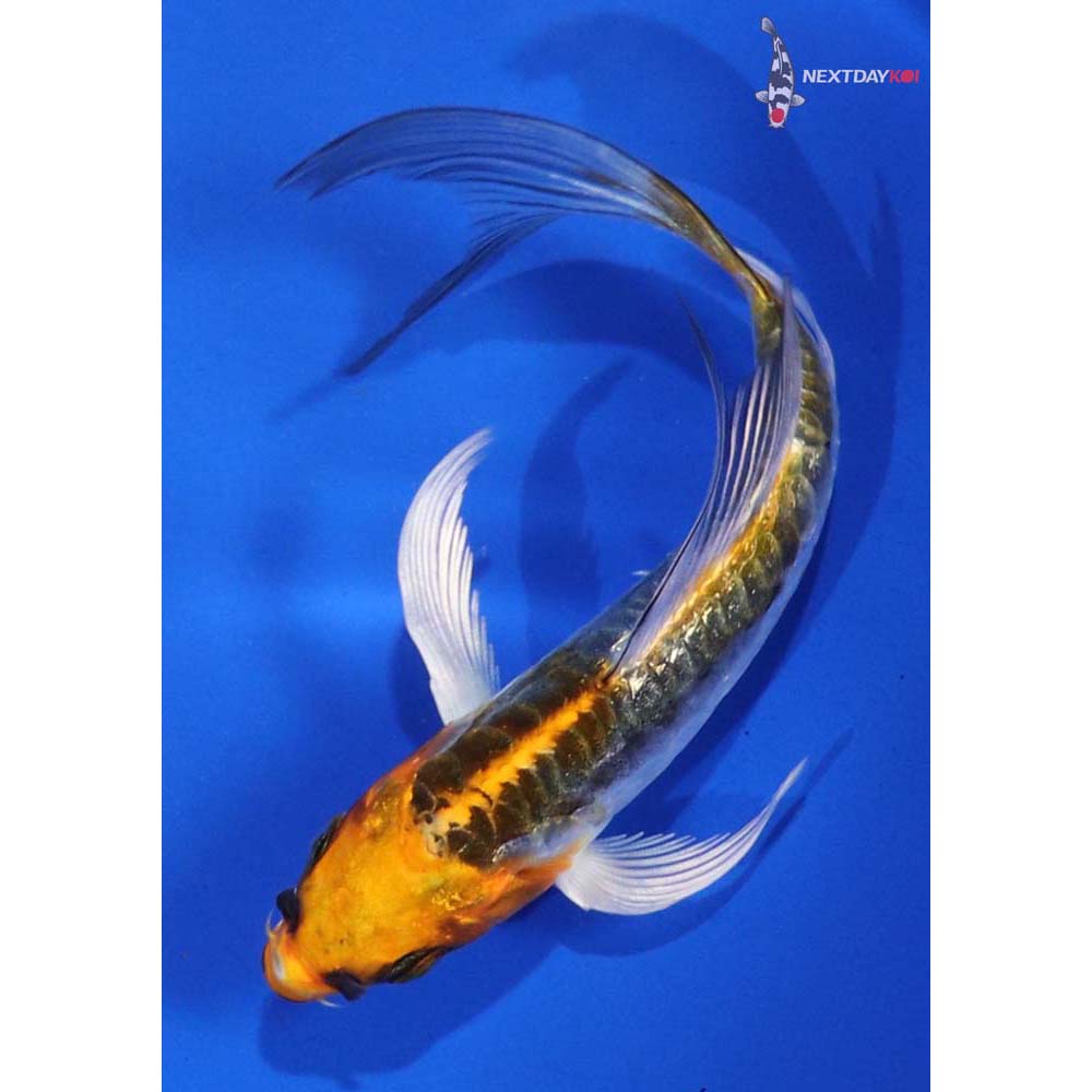4.5” Imported Kin Kikokuryu Butterfly Koi